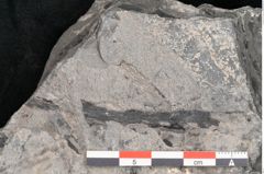 Foto (Detailansicht) von Plantae indet.  (NHMW-GEO-2024-0188-11387)